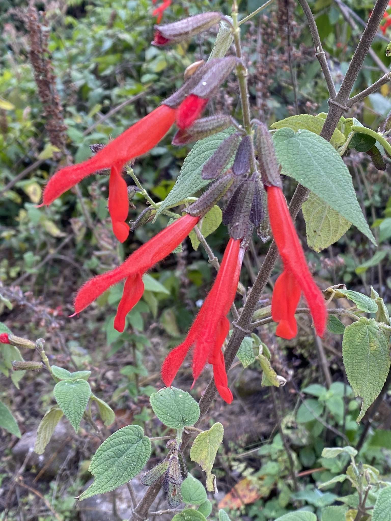 Salvia gesneriiflora